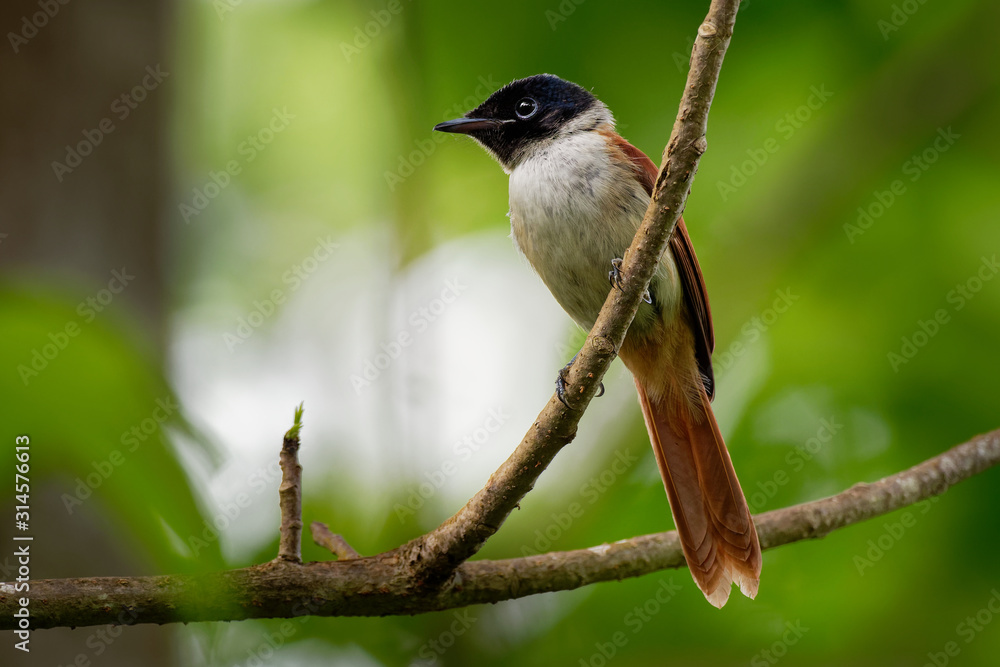 Fototapeta premium Seychelles paradise flycatcher - Terpsiphone corvina rare bird from Terpsiphone within the family Monarchidae, forest-dwelling bird endemic to the Seychelles island of La Digue