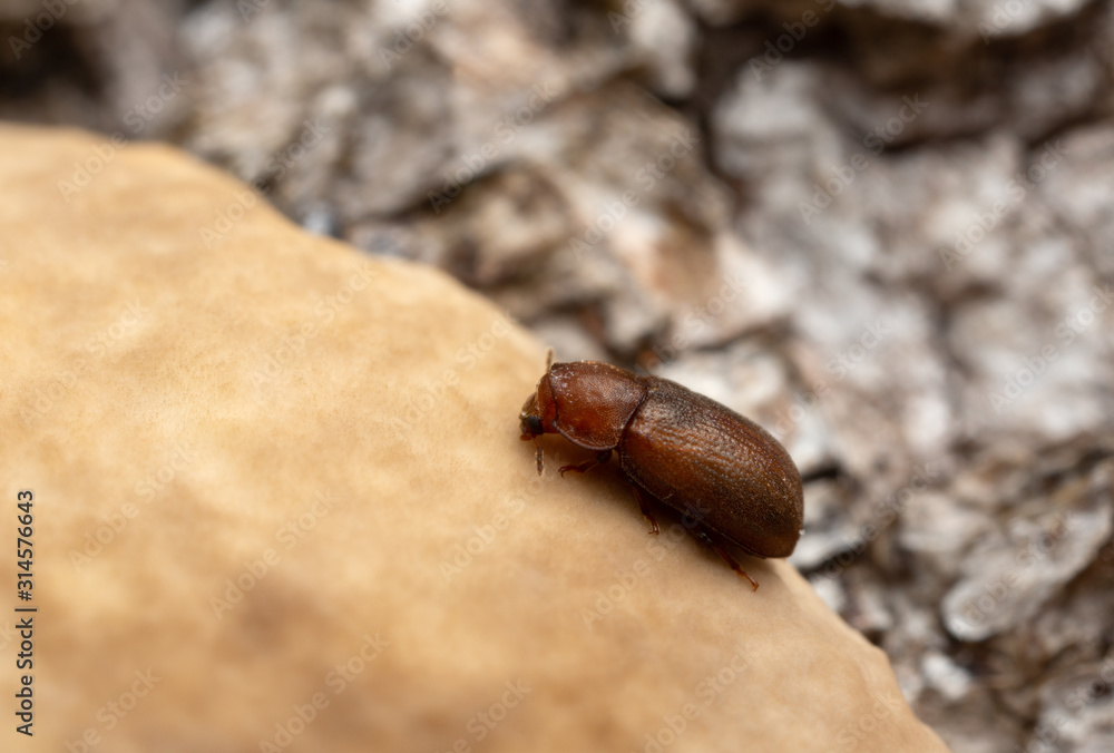 Cis, tree-fungus beetle on mushroom growing on deciduous wood Cis, tree-fungus beetle on mushroom growing on deciduous wood