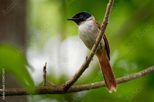 Seychelles paradise flycatcher - Terpsiphone corvina rare bird from Terpsiphone within the family Monarchidae, forest-dwelling bird endemic to the Seychelles island of La Digue photo