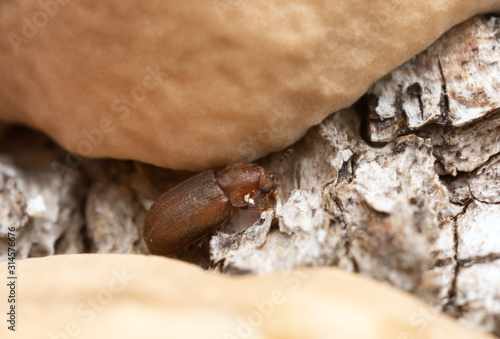 Cis, tree-fungus beetle on mushroom growing on deciduous wood