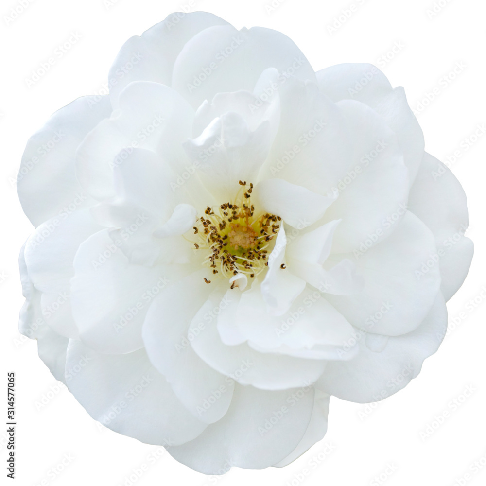 flower on isolated background