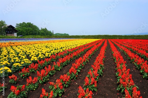 the landscape of furano in hokkaido  Japan