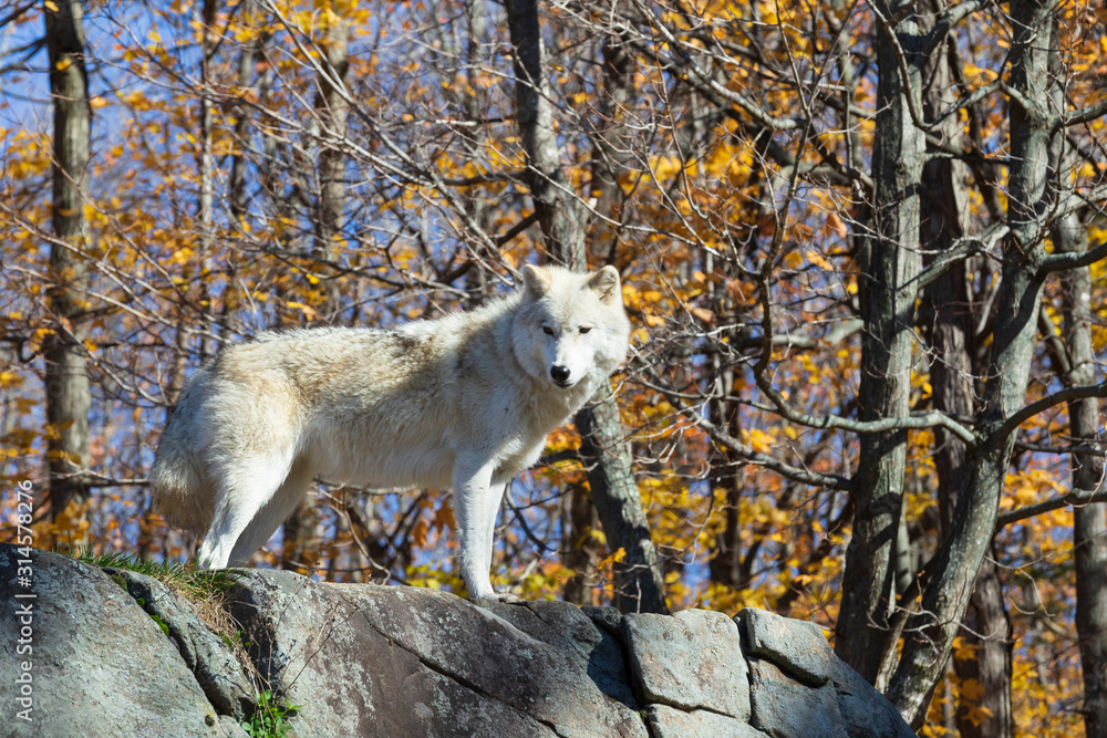 Fototapeta premium A lone Arctic Wolf