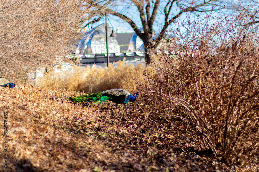 Fototapeta premium Peacock at Omaha Zoo