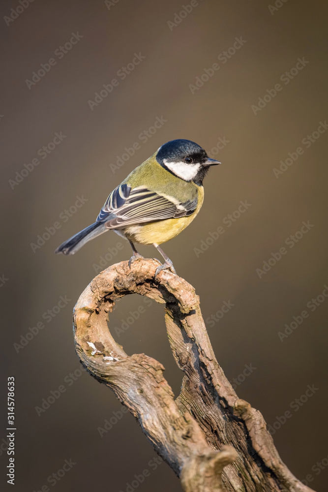 Obraz premium The Great Tit, Parus major is sitting on the branch in the forest lake in amazing golden light. Wildlife picture from Czech Republic