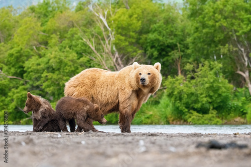 The Kamchatka brown bear, Ursus arctos beringianus catches salmons at Kuril Lake in Kamchatka, mother with cubs