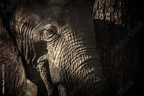 Mysterious African elephant 