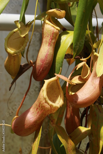  Carnivorous "Pitcher Plant" (or Nepenthes, Monkey Cup, Bauchige Kannenpflanze) in St. Gallen, Switzerland. Its Latin name is Nepenthes Ventricosa, native to the Philippines.