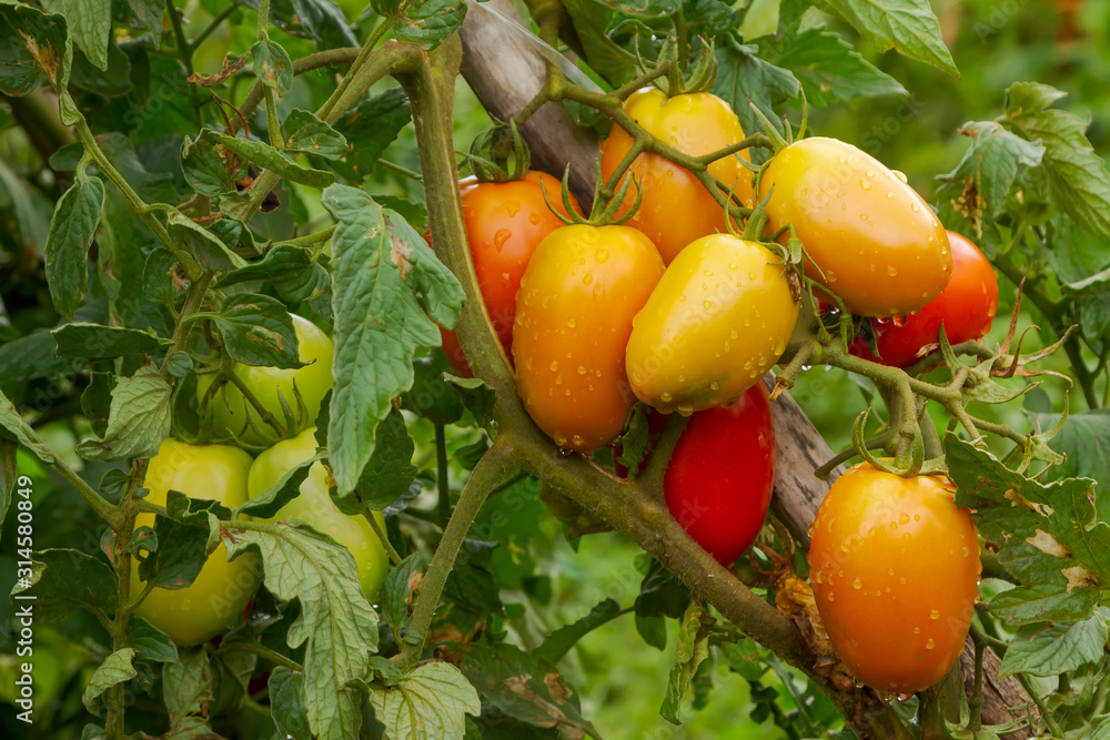 Plantio de tomate em pequena propriedade rural de Guarani, Minas Gerais