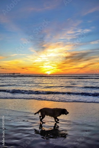 Φωτογραφία dog on the beach