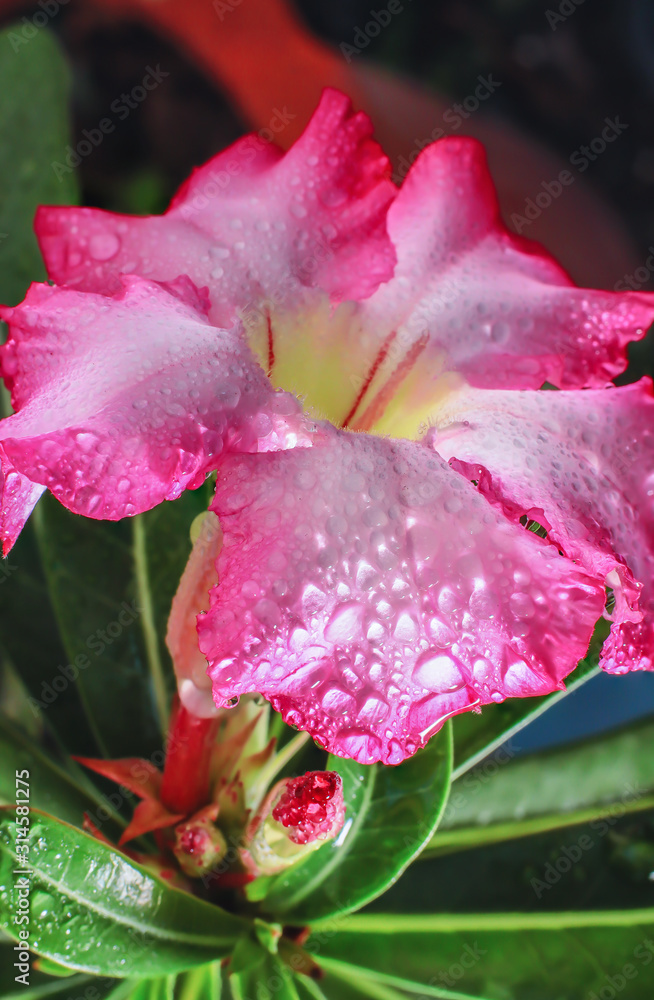 Fototapeta premium Water droplets on the Desert Rose flower