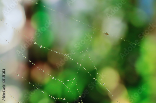 Water droplets on the spider web