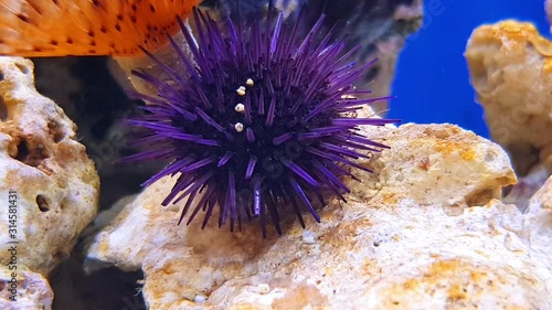 4k Video of Purple sea urchin photo