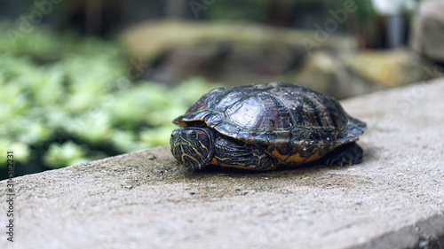 Turtle in the botanical garden