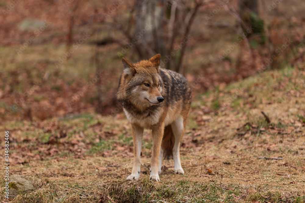 Obraz premium A lone coyote in the woods