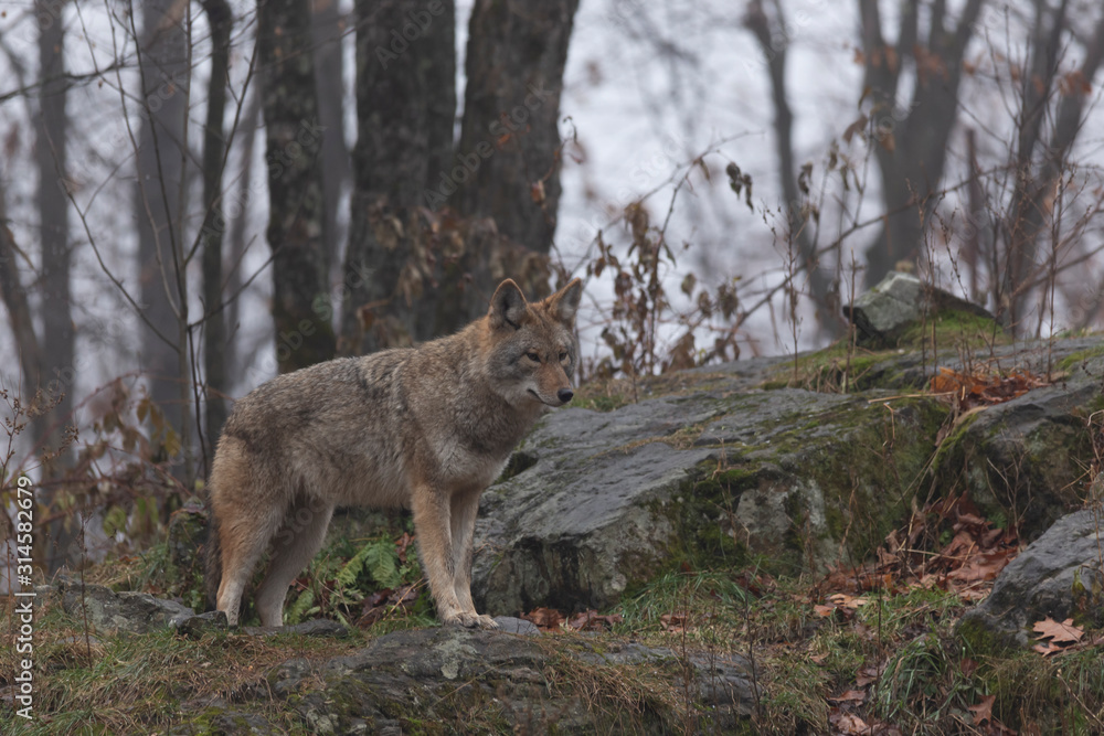 Fototapeta premium A lone coyote