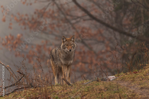 Fototapeta Naklejka Na Ścianę i Meble -  A lone coyote