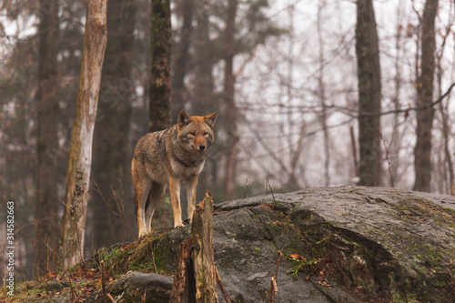 A lone coyote