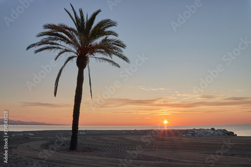 sunrise in puerto Banus at the beach with a palm tree