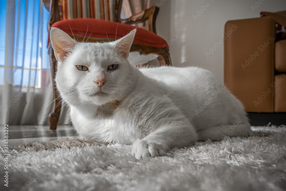 Obraz premium White Cat