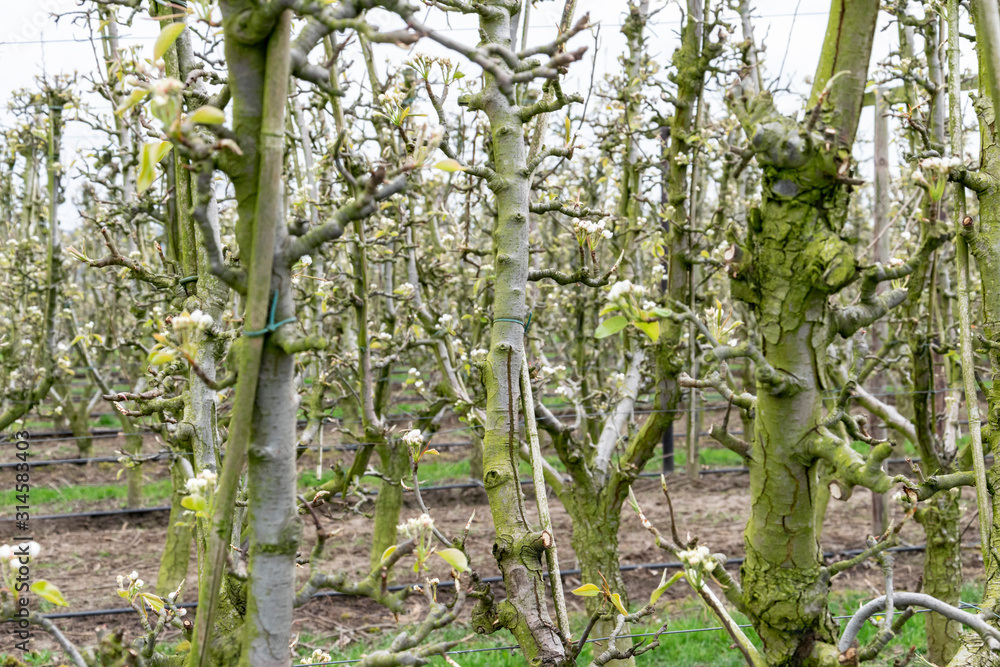 Fruit apple orchard close-up in the spring. Flowers, leaves and the first blossoming buds on the apple tree in the garden. Fruit apple orchard close-up in the spring. Flowers, leaves and the first blossoming buds on the apple tree in the garden.