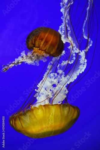 Jellyfish Brown