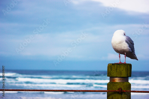 Seagull by the Waves
