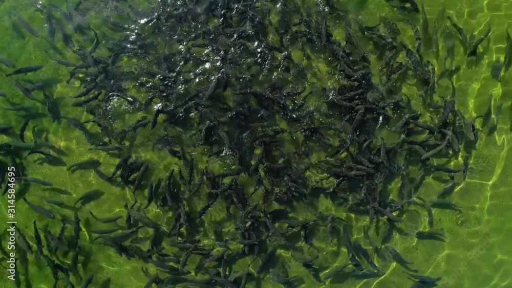 Salmon at the bottom of shallow green water breeding growing nursery pool many live fish fry swim spawning mass. Active movement in clear transparent flow. Fish farmer. Flight lifting close details Salmon at the bottom of shallow green water breeding growing nursery pool many live fish fry swim spawning mass. Active movement in clear transparent flow. Fish farmer. Flight lifting close details