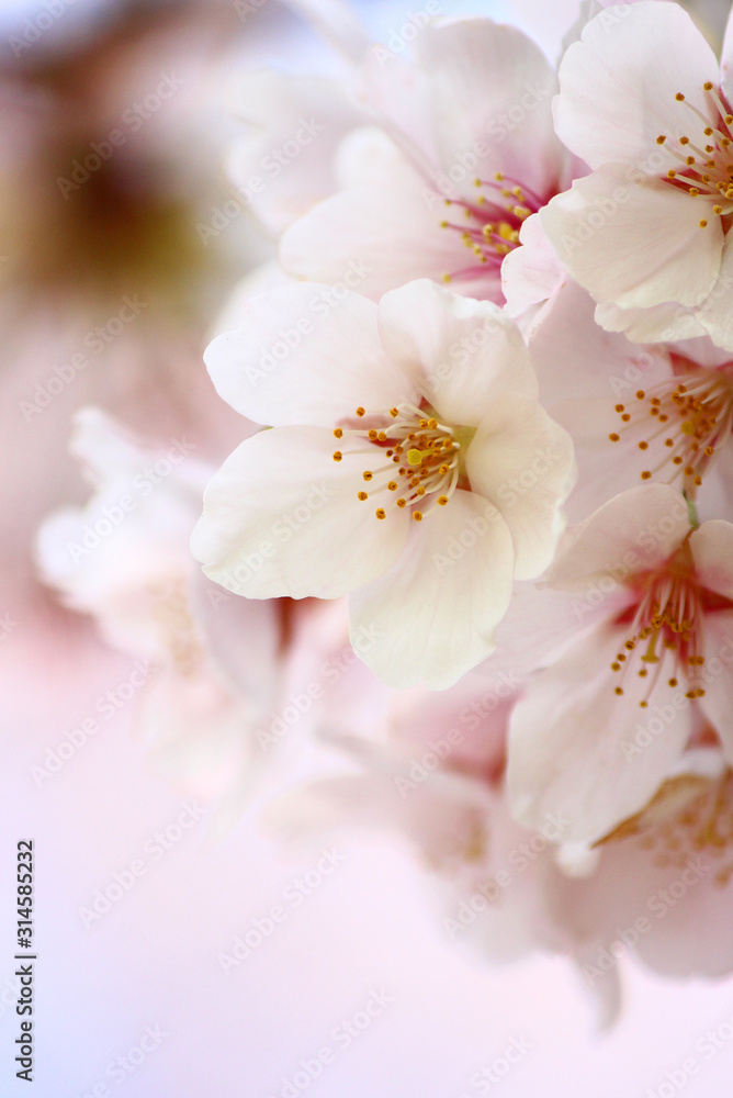 桜の花 桜の花