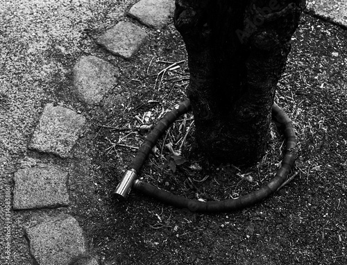 Tree with a bicycle lock around