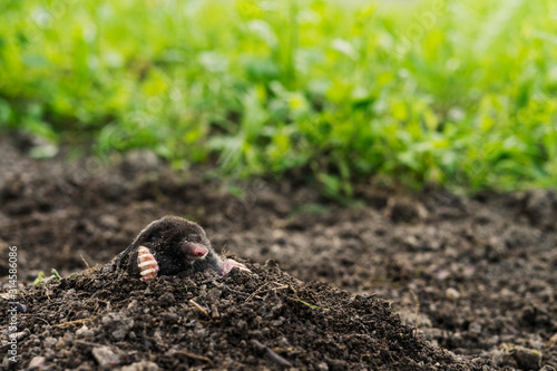 mole sticking out of earth.
