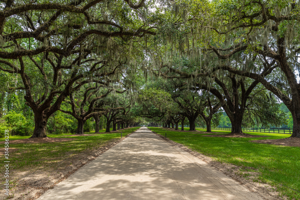 Plantation in Charleston South Carolina Plantation in Charleston South Carolina