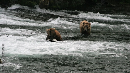 brown bears in water at Katmai