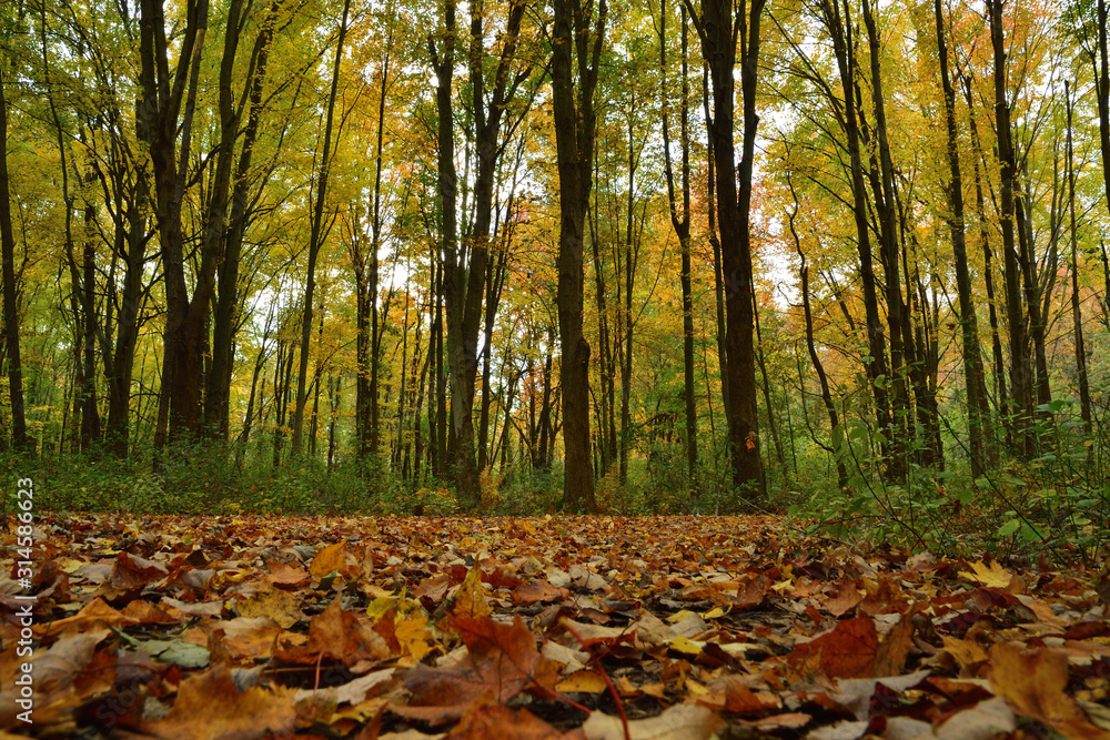 Daytime, ground level photo of Cobus Woods in Elkhart, Indiana in autumn with surrounding forest and beautiful fall colors in the trees Daytime, ground level photo of Cobus Woods in Elkhart, Indiana in autumn with surrounding forest and beautiful fall colors in the trees