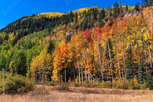 Aspen trees with fall colors in the San Juan Mountains near Durango, Colorado