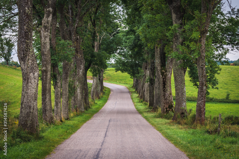 Road among trees in Masuria region of Poland Road among trees in Masuria region of Poland