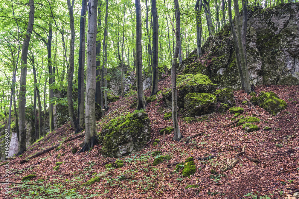 Forest around few remains of Ostreznik Castle in Polish Jurassic Highland, Silesia region in Poland Forest around few remains of Ostreznik Castle in Polish Jurassic Highland, Silesia region in Poland