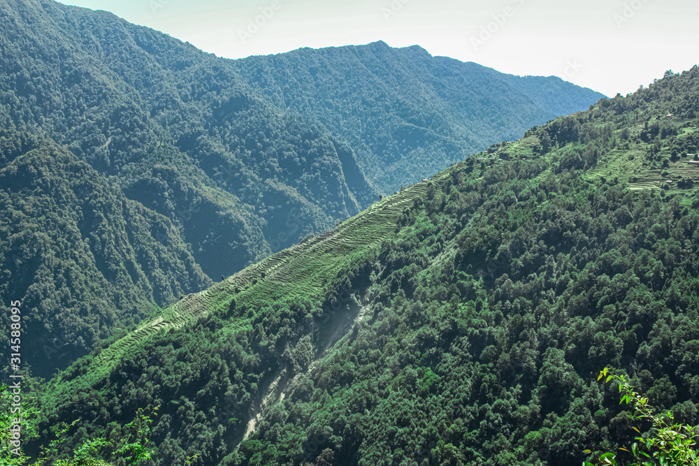 Vivid Scenery of Forest Freshness Along the Mountain Valley