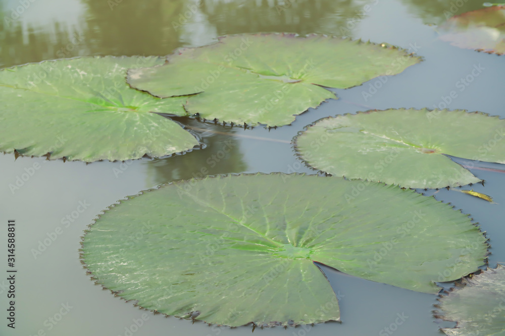 .Beautiful pink lotus leaf in the pool .Beautiful pink lotus leaf in the pool