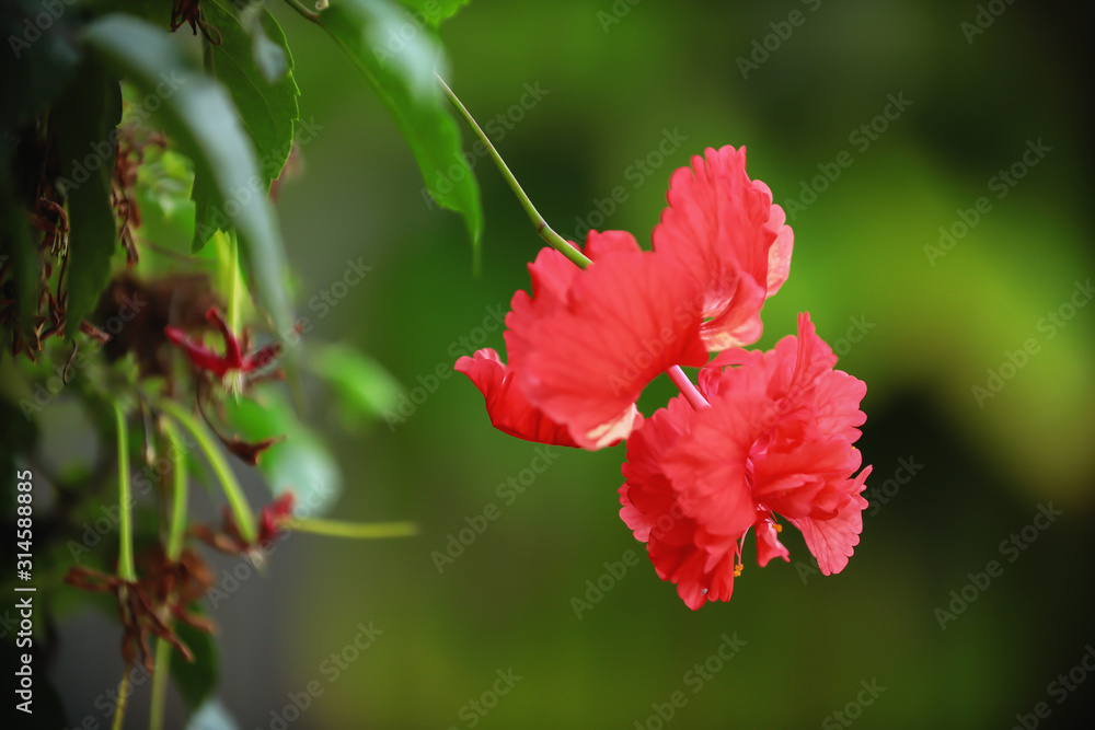 .Colorful hibiscus flowers in the garden .Colorful hibiscus flowers in the garden