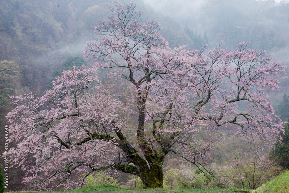 駒 つなぎ の 桜 阿智 コレクション 村