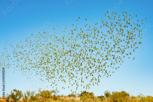 Tableau sur toile Large flock of wild green budgerigars in the red outback flying against the blue