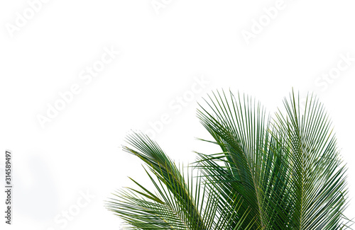 Coconut leaves isolated on white background.Tropical foliage © Suraphol