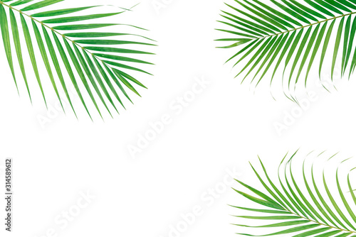 Green leaves of palm isolated on white background. foliage tropical
