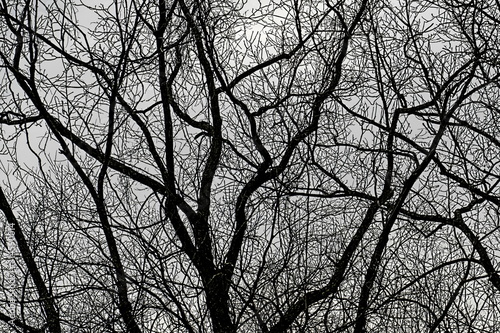 January branches