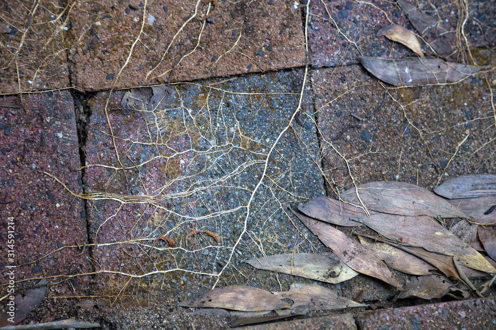 Obraz premium Closeup of natural fractal plant roots near Kuranda in Tropical North Queensland, Australia