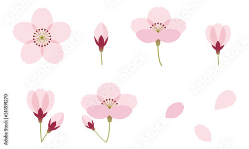 さくら　花　セット　春