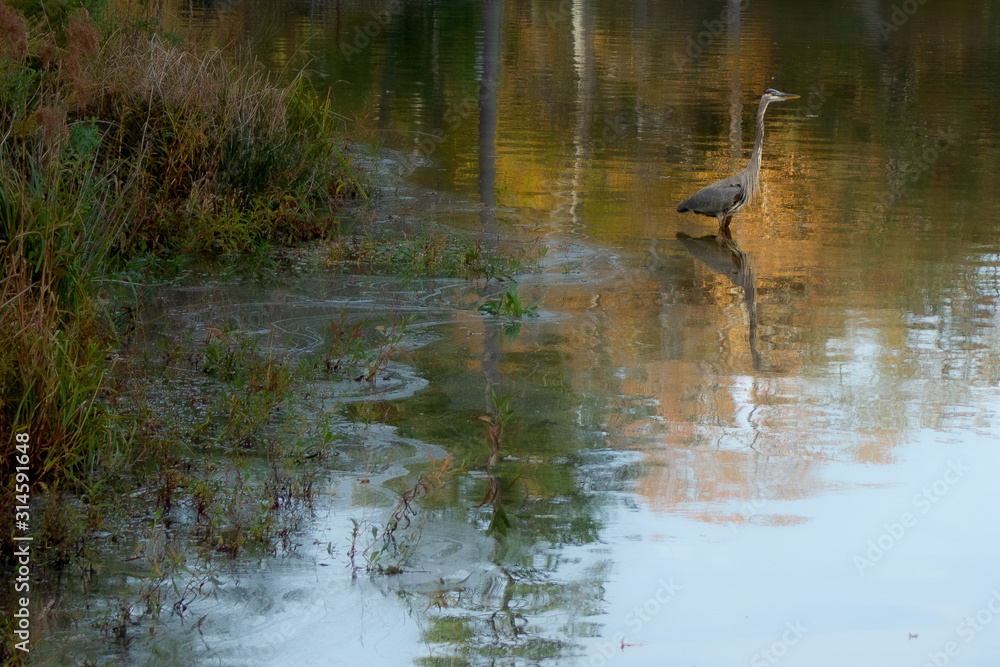 Obraz premium A crane in watercolors beside the shoreline.