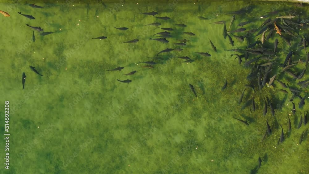 a shoal of carp in a pond.