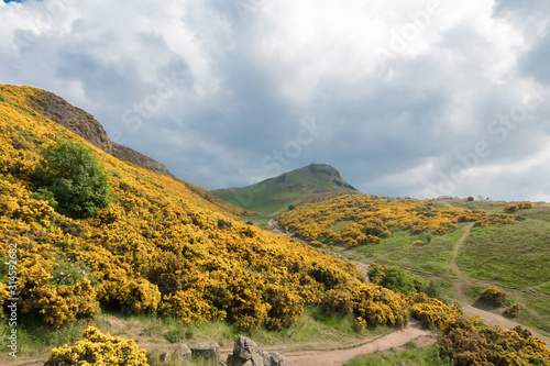 View of Scottish mountains with yellow flowers